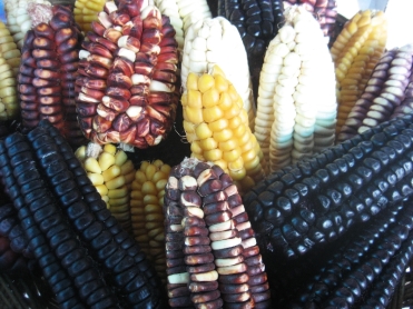 Choclo de colores diferentes. Corn of different colours. Mais in verschiedenen Farben.