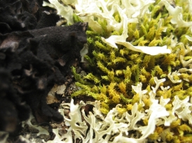 Liquen y musgo. Lichen and moss. Flechten und Moos.