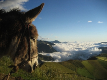 Burro con vista al mar de nubes de la Costa. Donkey with view of the sea of clouds of the Costa (the coastal plains). Esel mit Sicht auf das Wolkenmeer der Costa (Küstenebene).