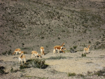 Vicuñas - las llamas primitivas. Vicuñas - primitive llamas. Vikunjas - ursprüngliche Lamas.