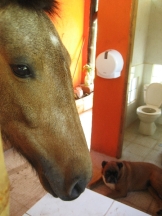 Un caballo en el baño. A horse in the restroom. Ein Pferd im Bad.