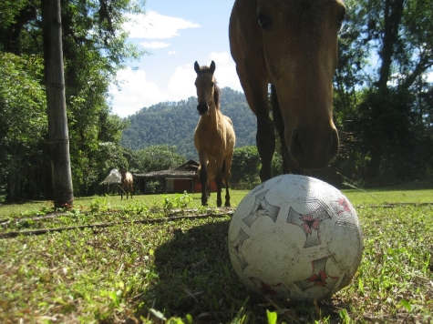 Jugando fútbol con los caballos. Playing soccer with horses. Fußballspielen mit Pferden.