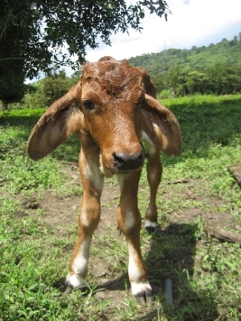 Un ternero con ojos grandes. A calf with huge ears. Kälbchen mit riesigen Ohren.