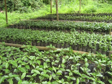 Plantones de café. Coffee seedlings. Kaffee-Setzlinge.