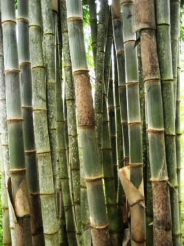 Bambú gigante. Giant bamboo. Riesenbambus.