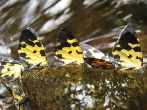 Mariposas del riachuelo. Creek butterflies. Falter am Bach.
